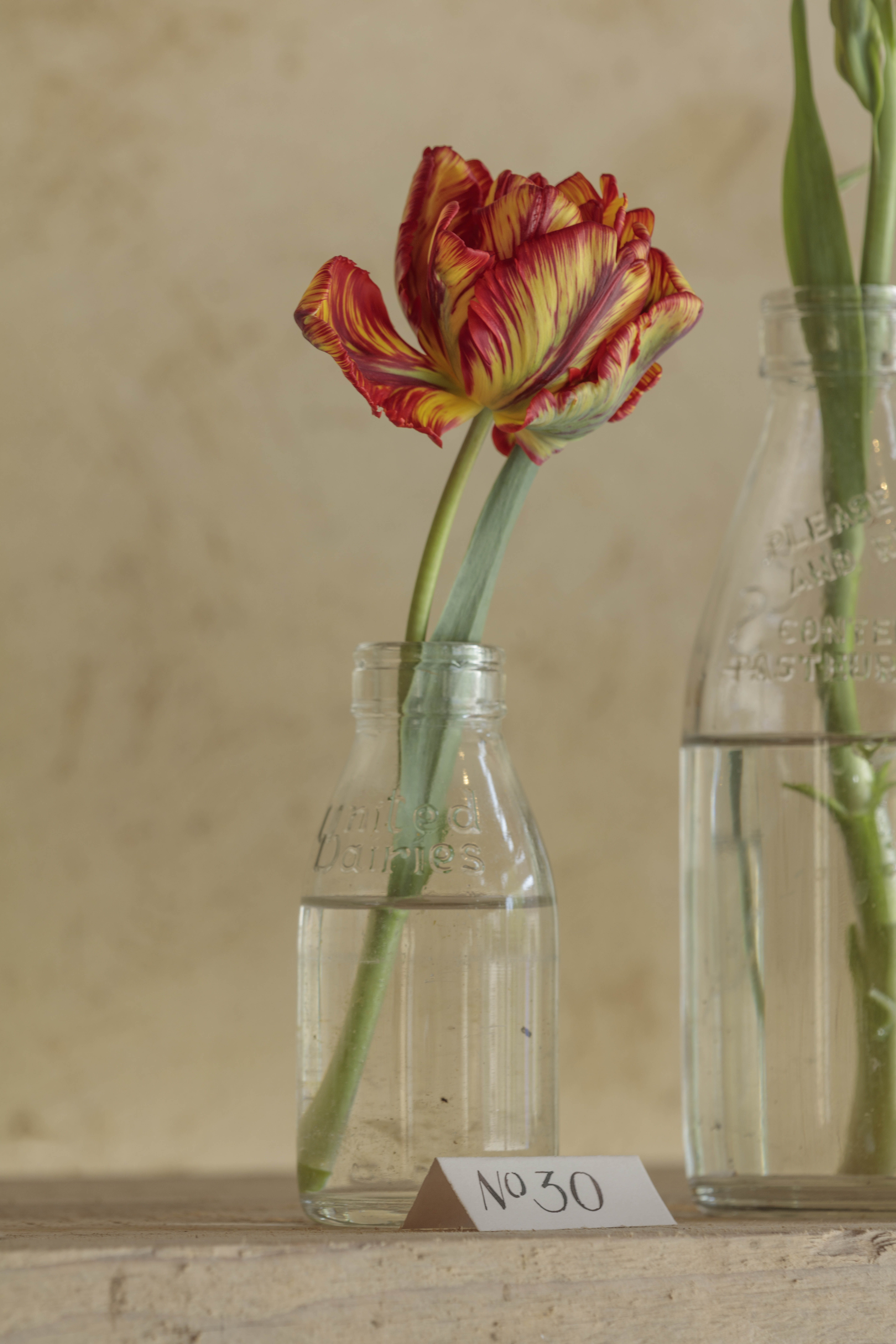 Tulip flowers in bottles