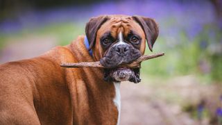 Boxer dog holding stick in mouth