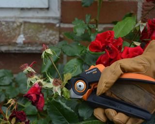 Deadheading a red rose using secateurs