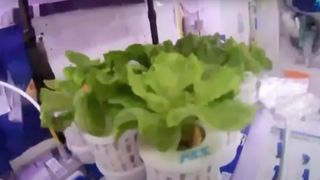 Some of the plants grown by China's Shenzhou 16 astronauts aboard the nation's Tiangong space station.