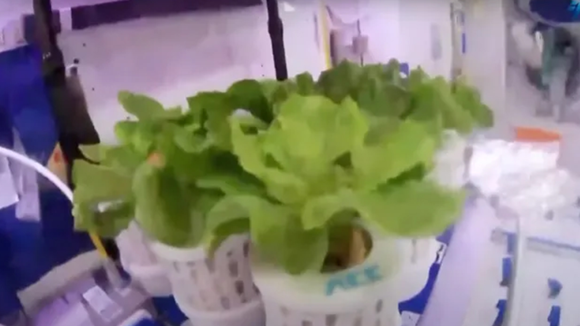  China successfully grows lettuce and tomatoes aboard Tiangong space station 