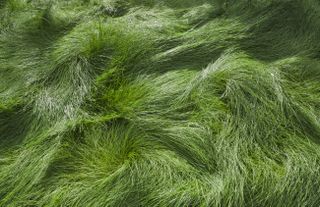 Meadow of red fescue grass