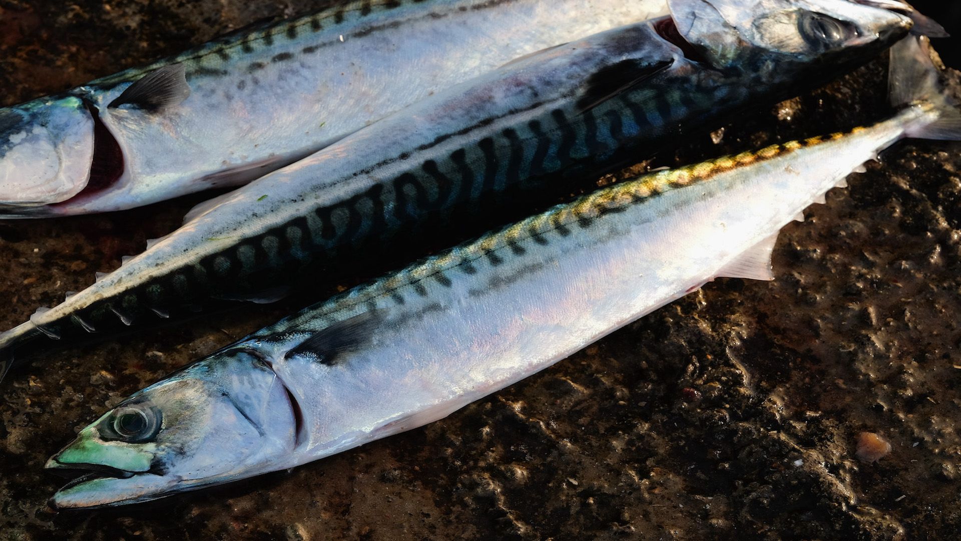 Mackerel Feathers - Angling Active