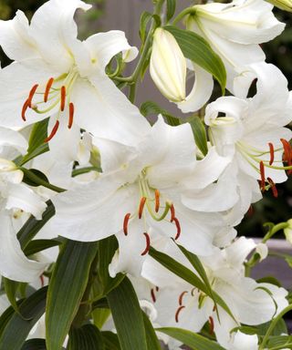 Lilium Casa Blanca flowering in summer