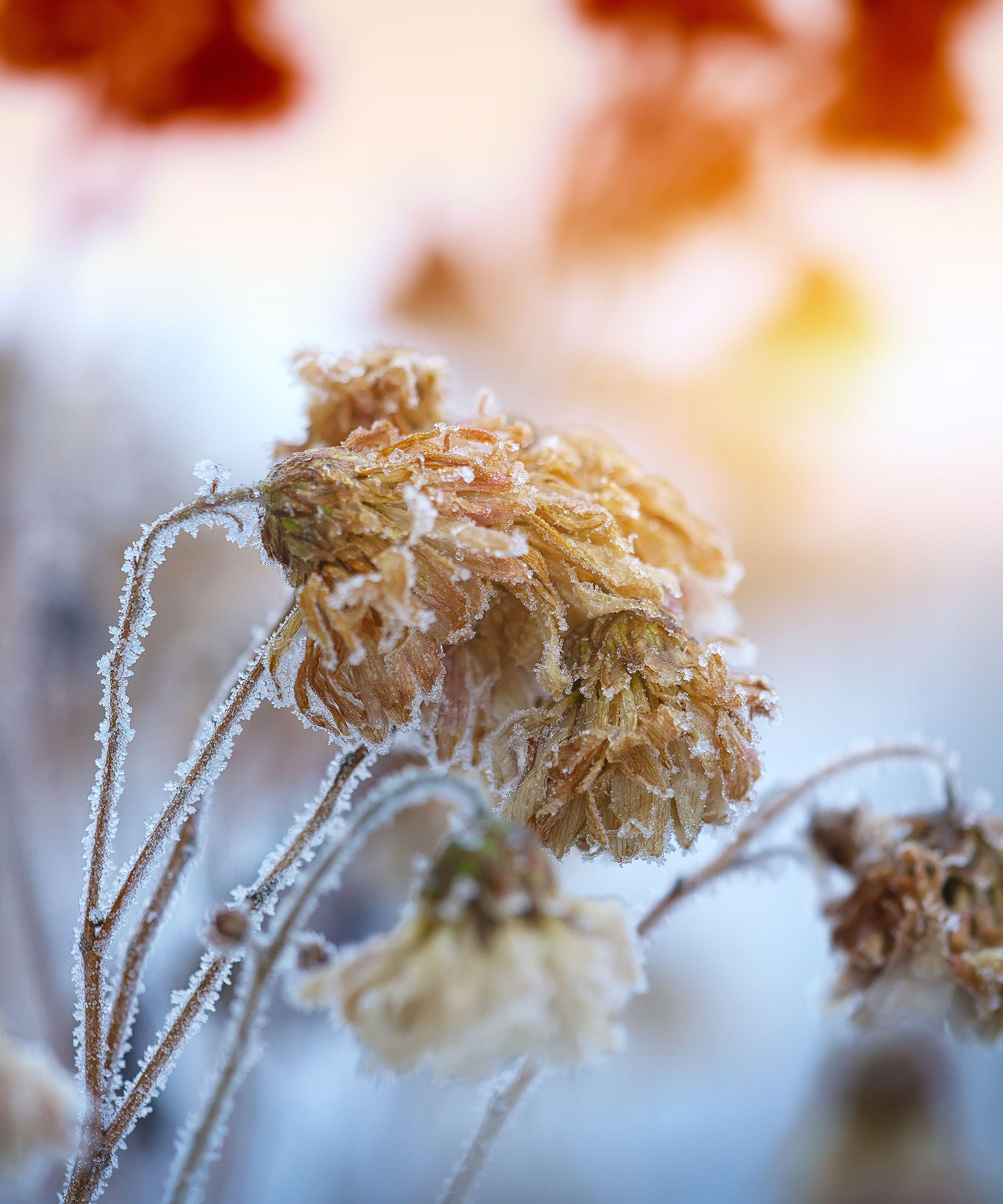 Winterizing mums how to protect these fall favorites Gardeningetc