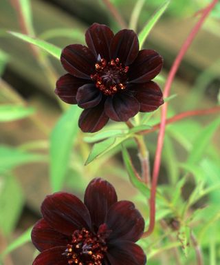 Cosmos atrosanguineus Chocamocha