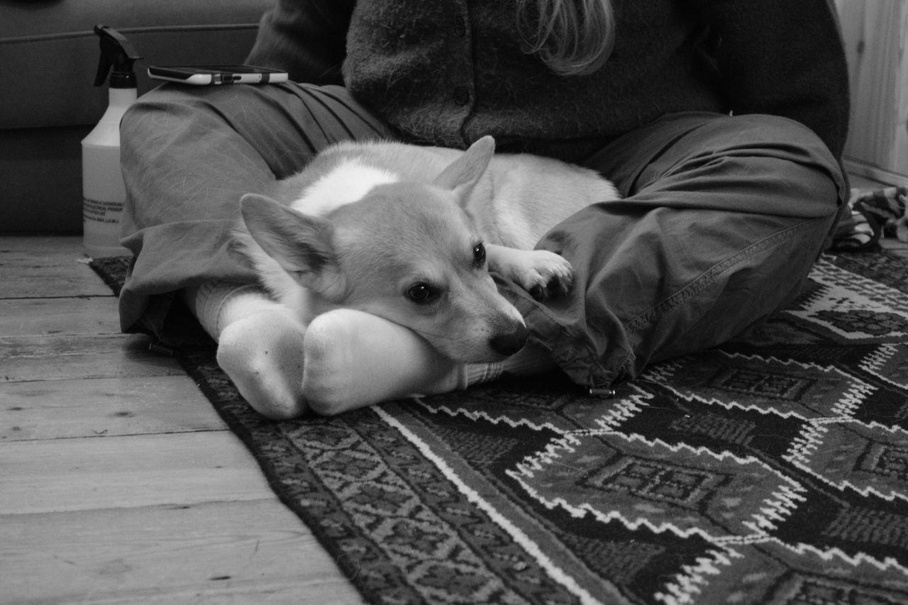 A Corgi sleeping in a woman's lap, taken on a Fujifilm X-M5 mirrorless vlogging camera