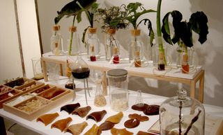 A table display of a range of items including eight vials inside glass bottles, six botanical leafs plants, ceramic pieces, and two substances in chemical vases.