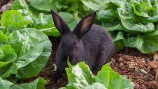 black rabbit in patch of lettuces