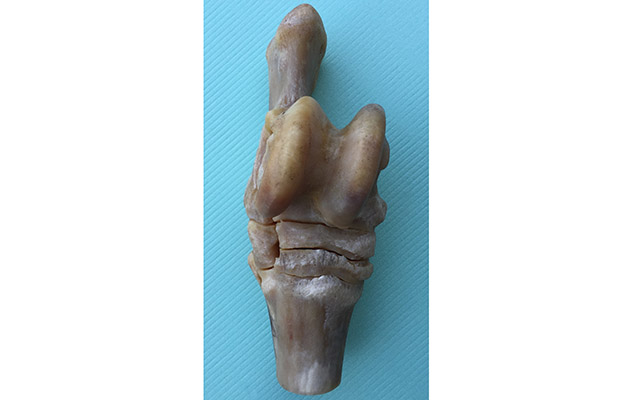 Figure 1_57076231_167879111