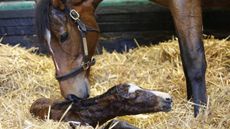 Enable has welcomed her first foal, a colt by Kingman