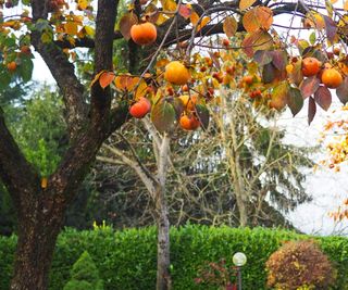 Persimmon tree with fruits