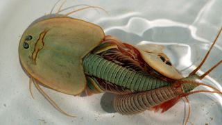 A photo of two Triops intertwined underwater.