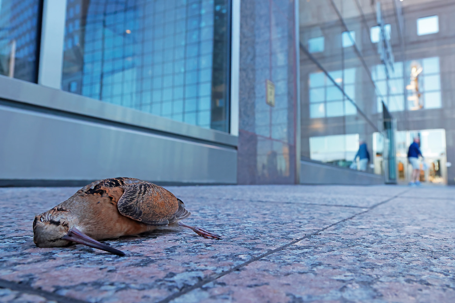 A dead bird on the streets of New York City