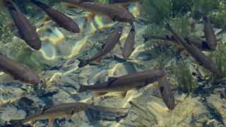 White Cloud Mountain Minnows