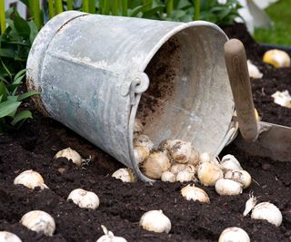 planting allium bulbs from a metal bucket