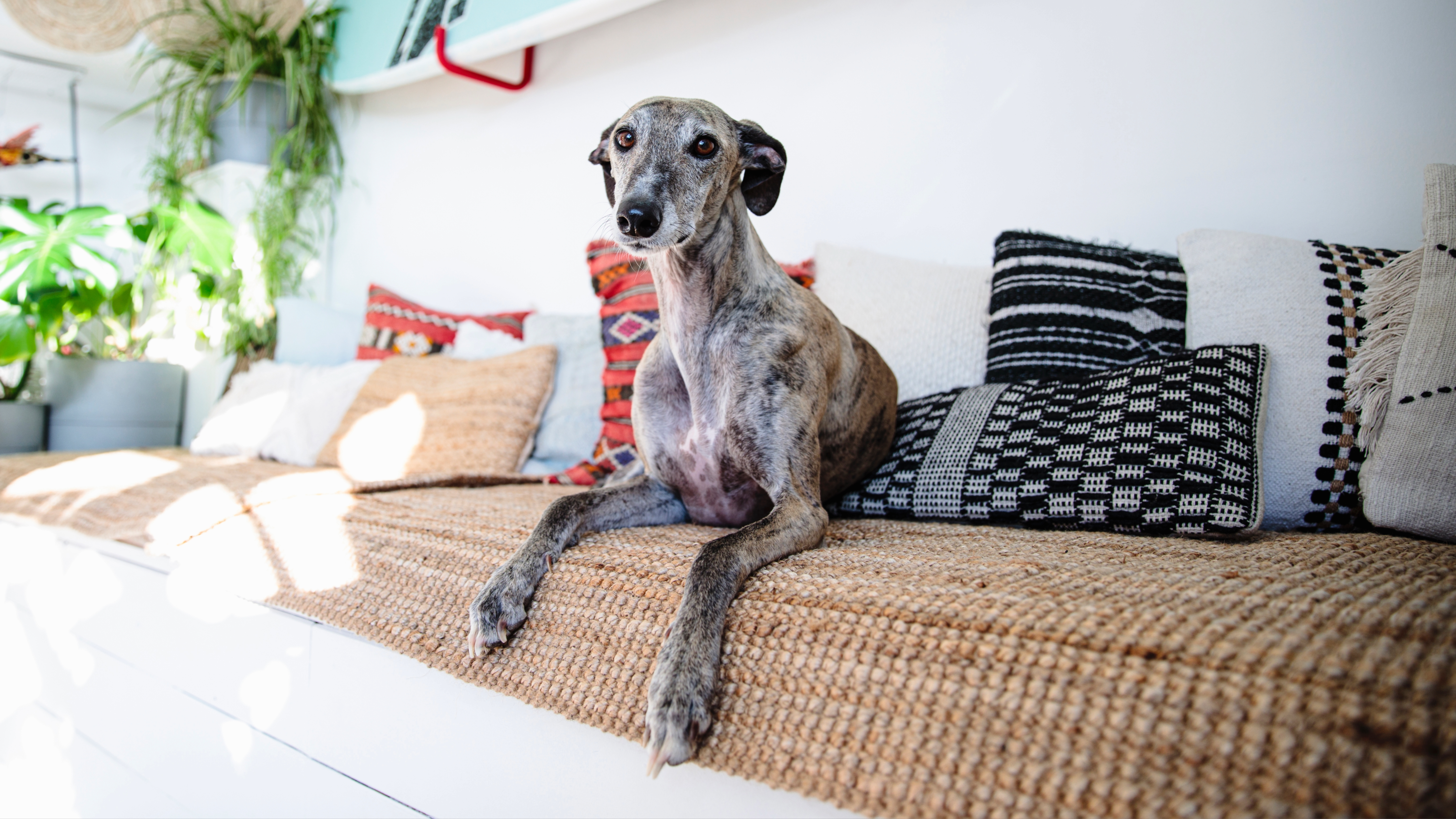 Greyhound