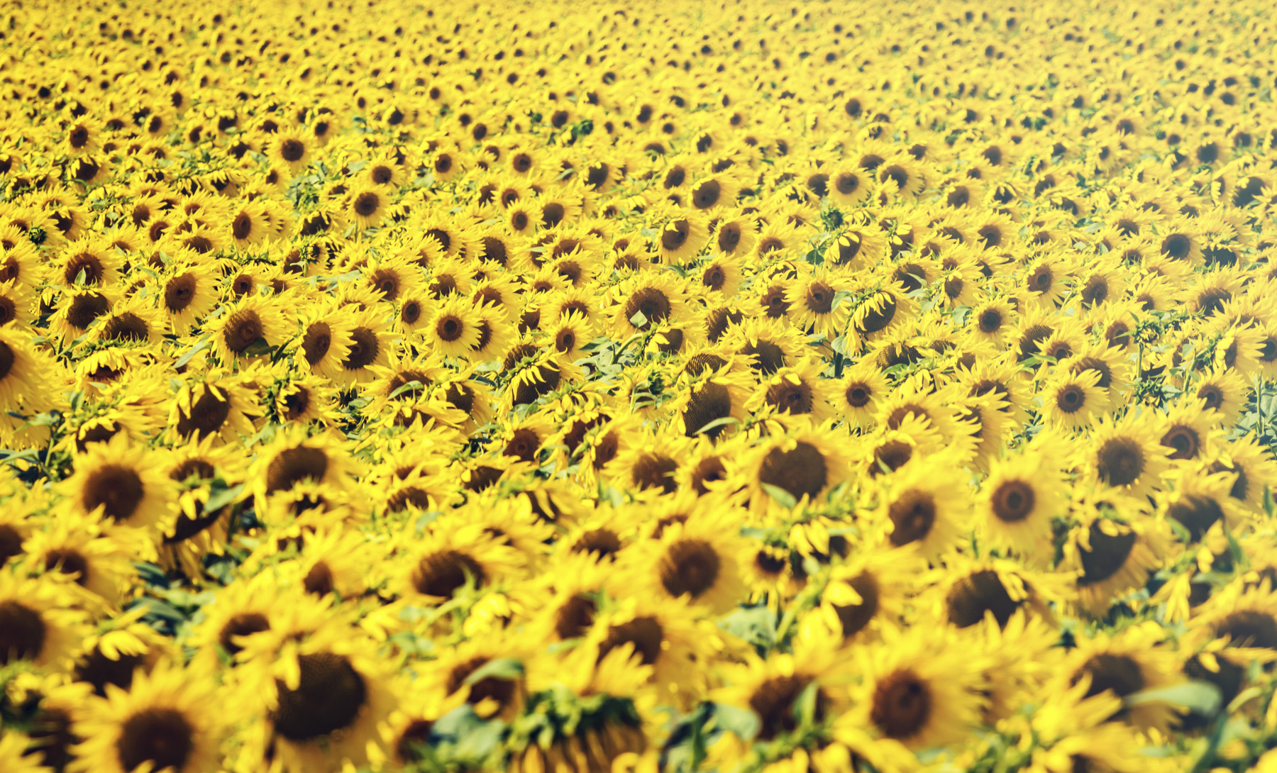 Field of sunflowers on sunny day