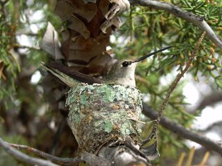 Hummingbird Warms Eggs