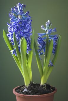 indoor hyacinth