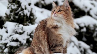 Norwegian forest cat in the snow