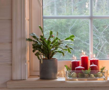 A blooming christmas cactus with red flowers on a windowledge with candles