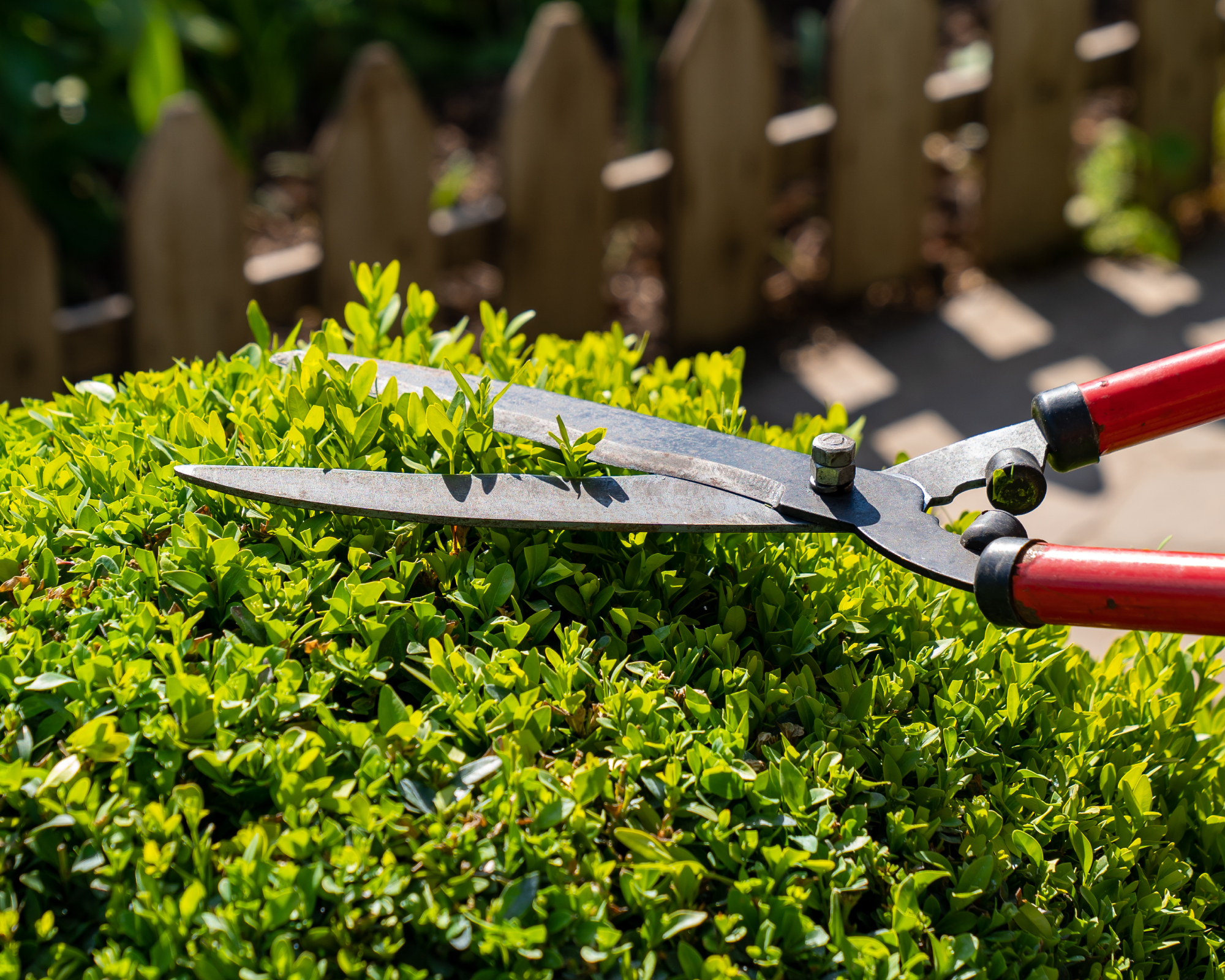 hedge shears pruning a boxwood