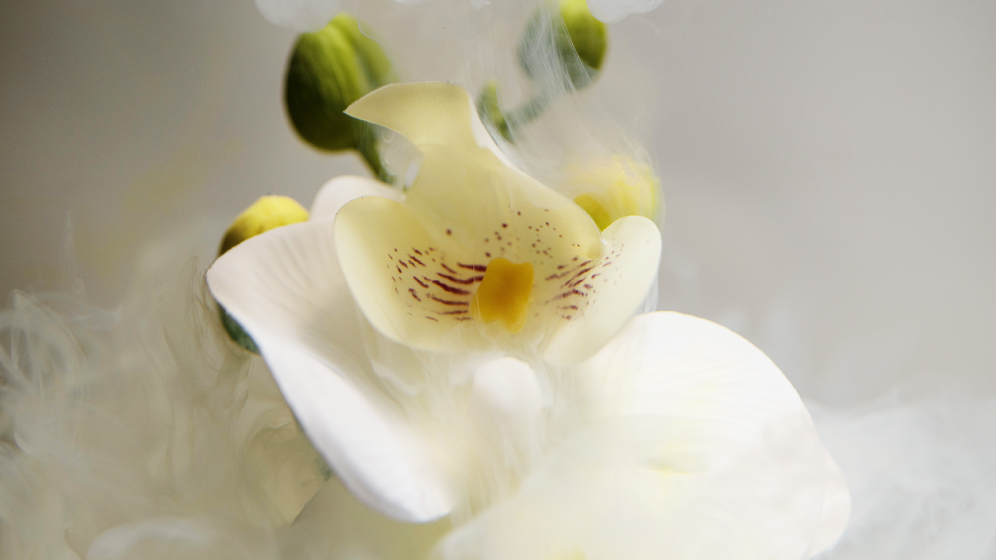 Flowers underwater with milk and colourants