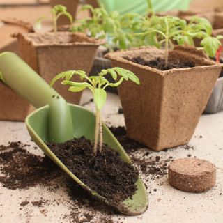 Transplanting tomato seedlings with gardens tools