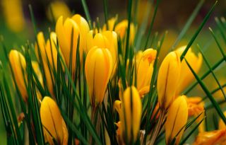 Yellow crocus