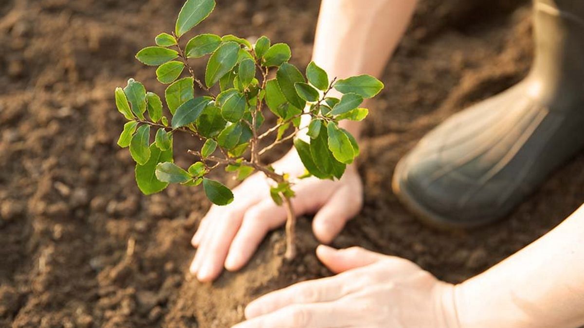 Nespresso reforestation