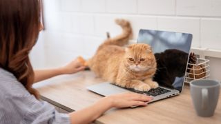 Cat lying on laptop