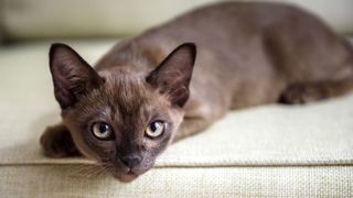 Popular cat breeds