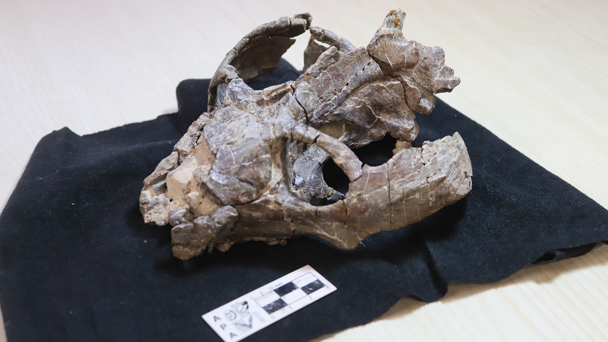 A close up of a white animal skull on a black cloth