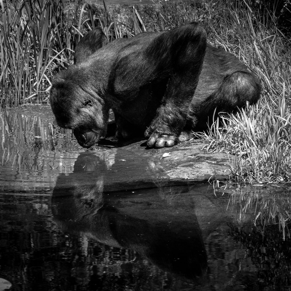 GuruShots - Powerful Black &amp; White Jan 26