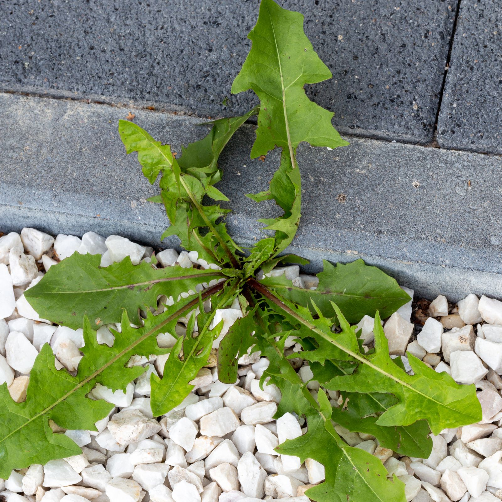 Does bleach kill weeds? Yes, but experts suggest otherwise Ideal Home