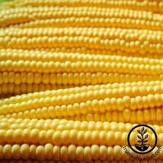 Corn Seeds - Popcorn - Robust Yellow Hulles Hybrid