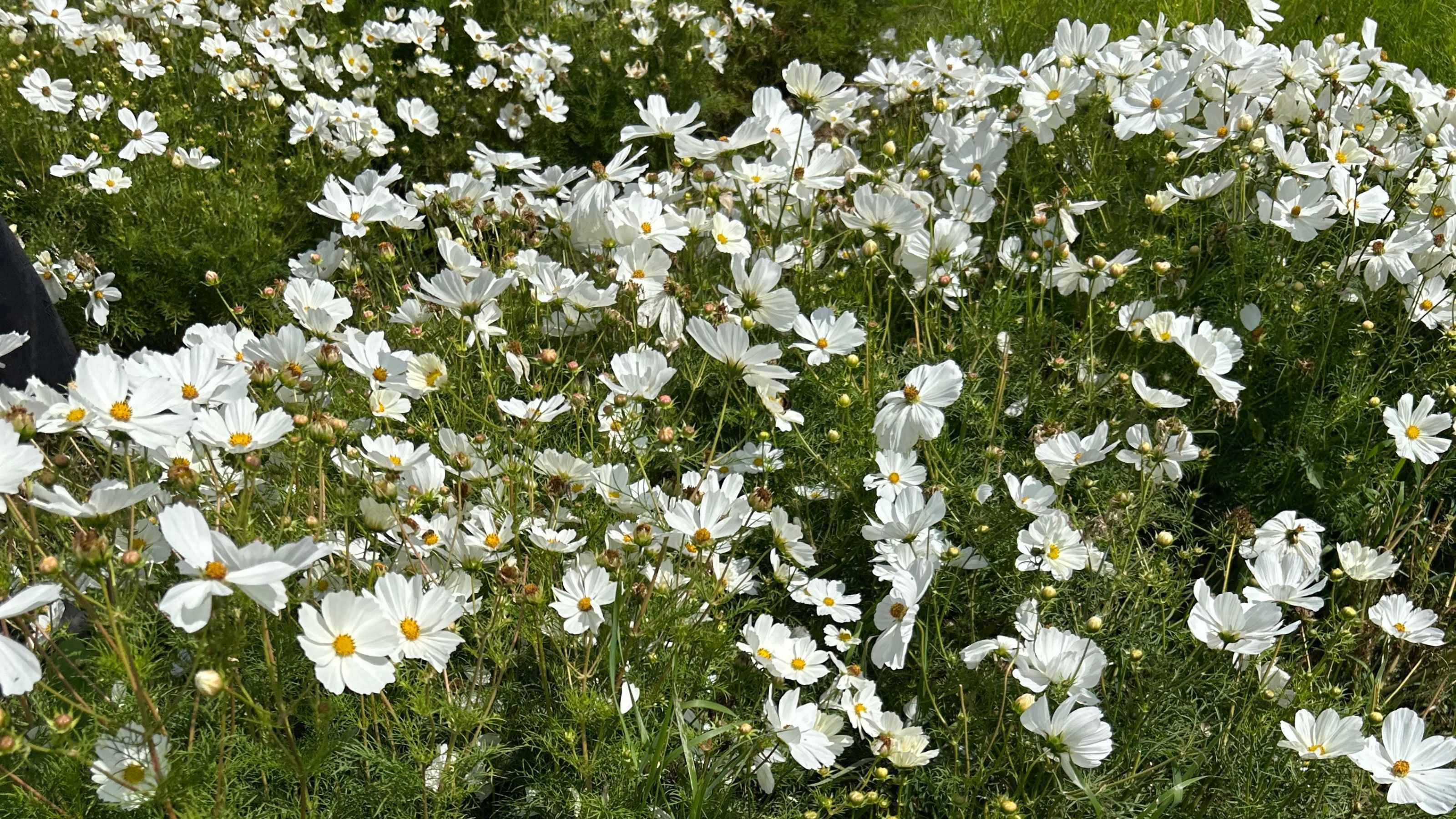 White flowering cosmos at Bloom &amp; Wild&#039;s organic flower farm