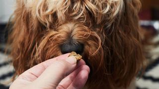 dog wont eat kibble