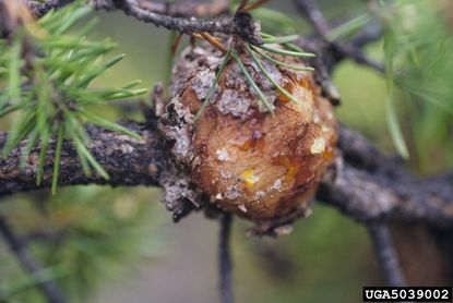 Pine Gall Rust Disease On Pine Tree
