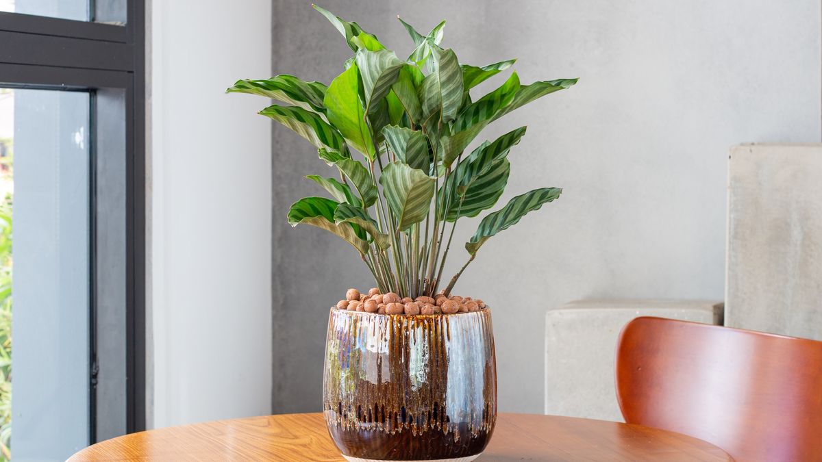 7 best petsafe indoor house plants Tom's Guide