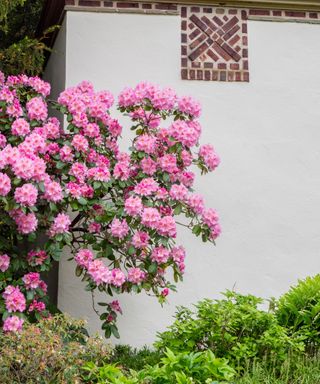pink flowering rhododendron by white wall