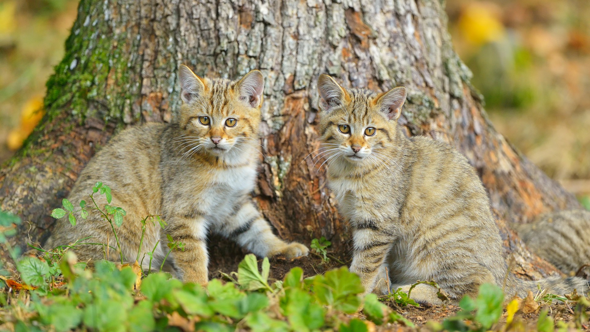 Two Wildcat (Felis silvestris) sitting in front of a tree.