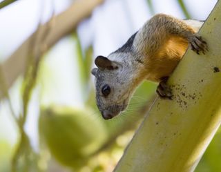 A variegated squirrel climbs in a tree