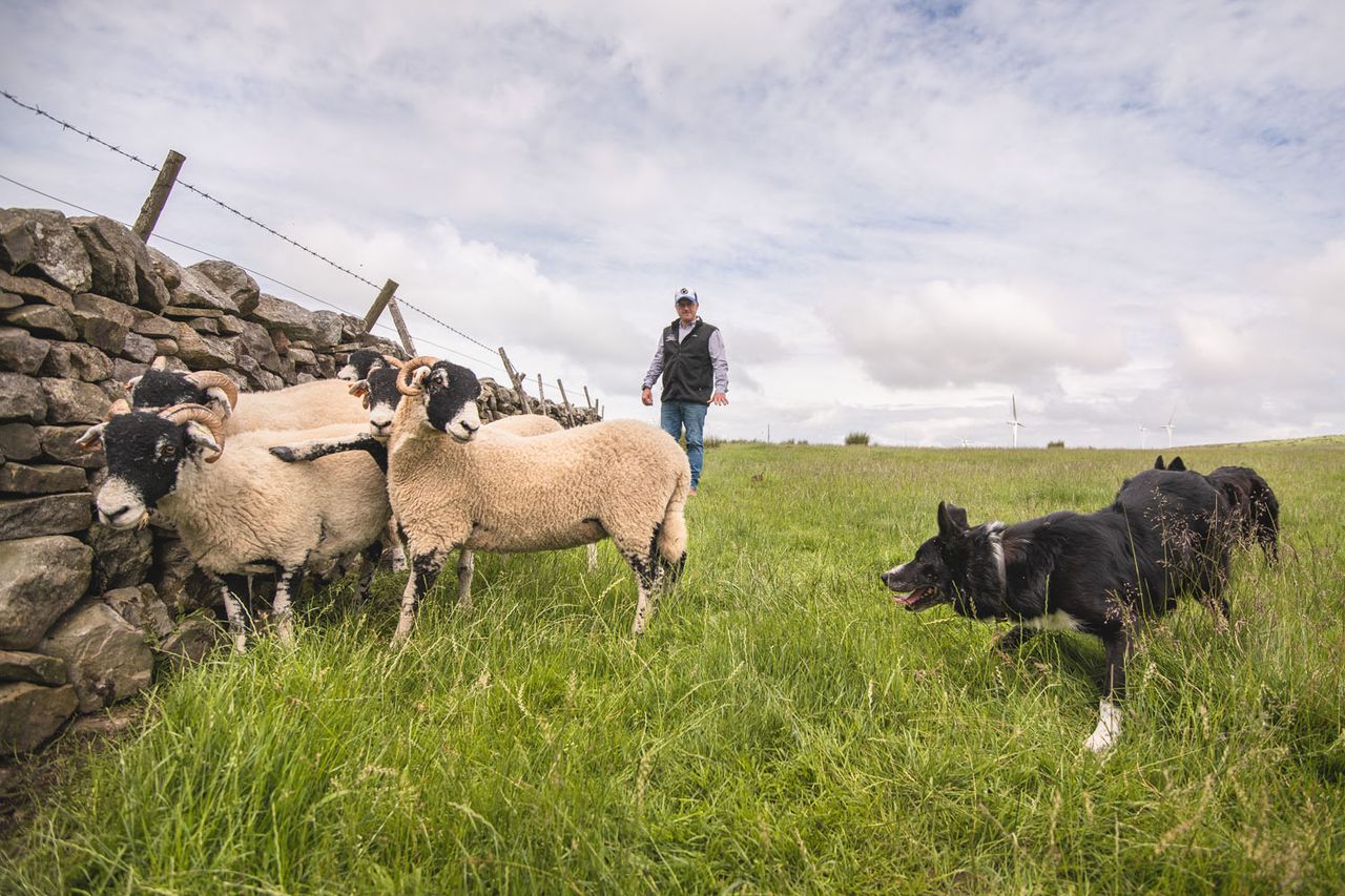 Ricky Hutchinson&#039;s Border Collies Jock and Moya hold a group of sheep for Ricky to inspect.