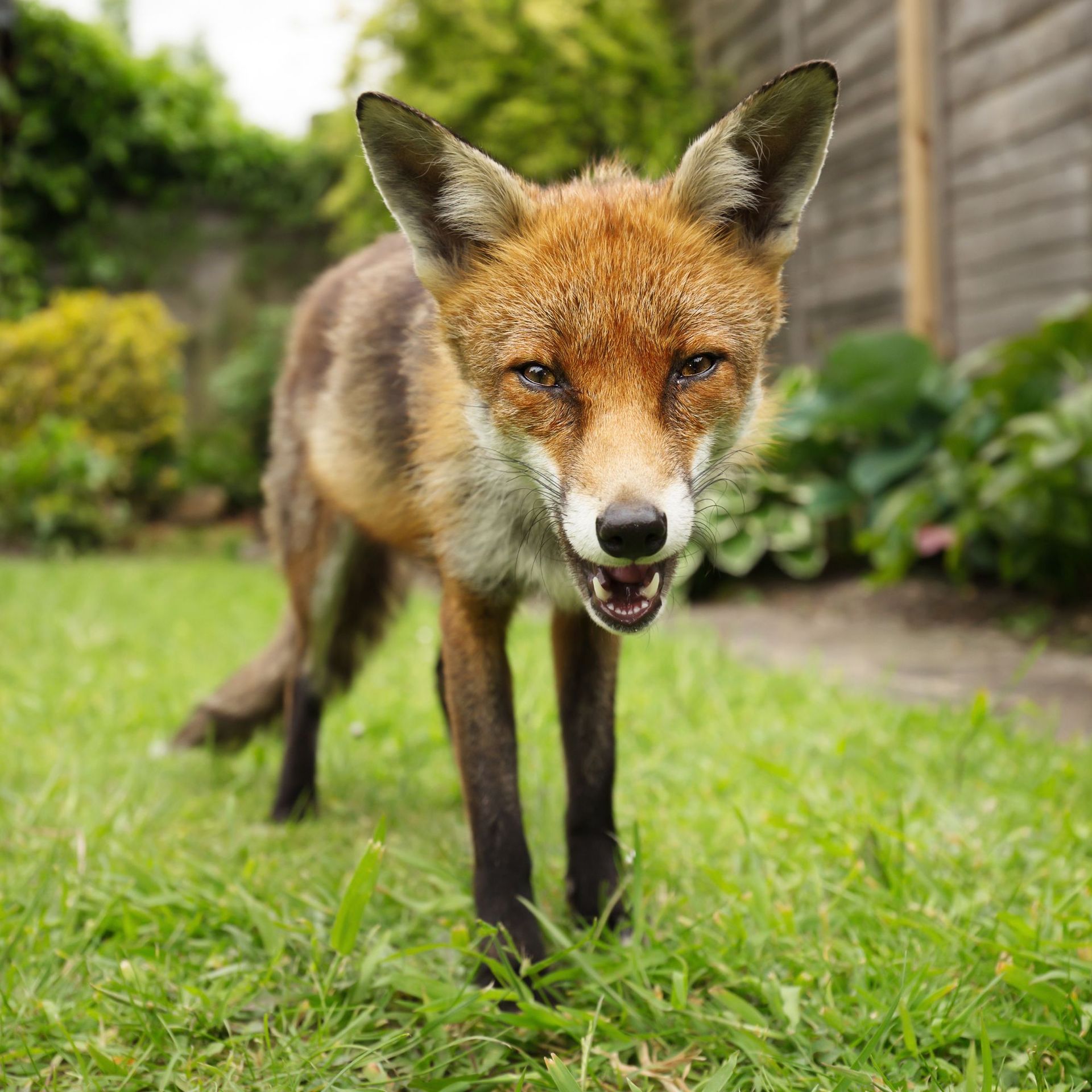 How to stop foxes pooing in your garden expert tips Ideal Home