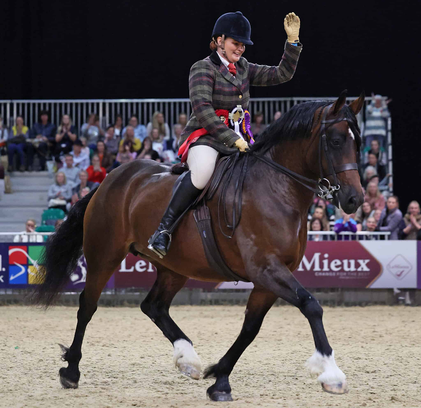 HOYS Welsh D