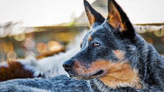 Australian Cattle Dog