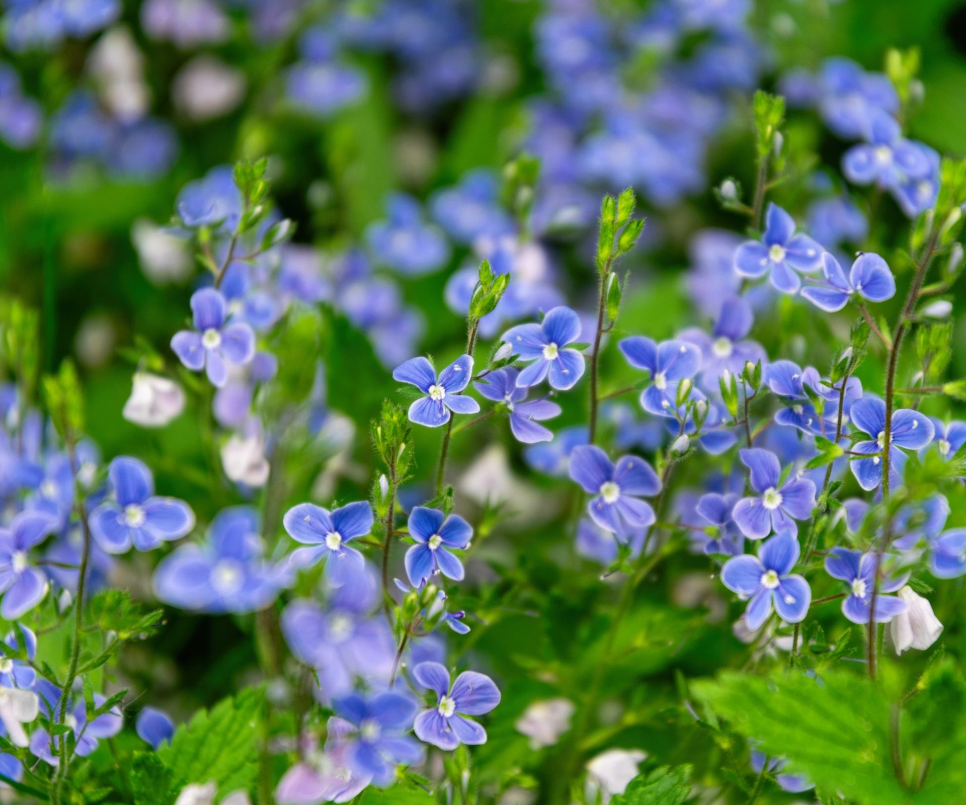 Speedwell, Veronica Georgia Blue