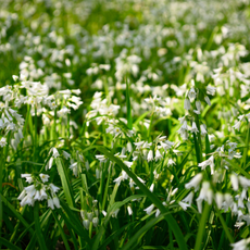 Blooming white flowers on three cornered garlic